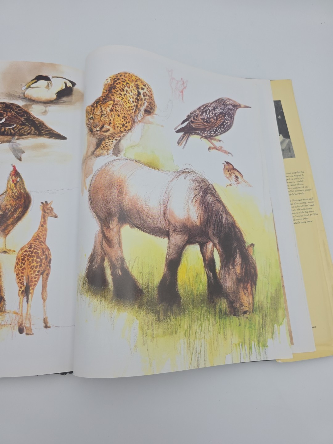NOAH&rsquo;S ARK Animal Art by Rien Poortvliet Netherlands 1986