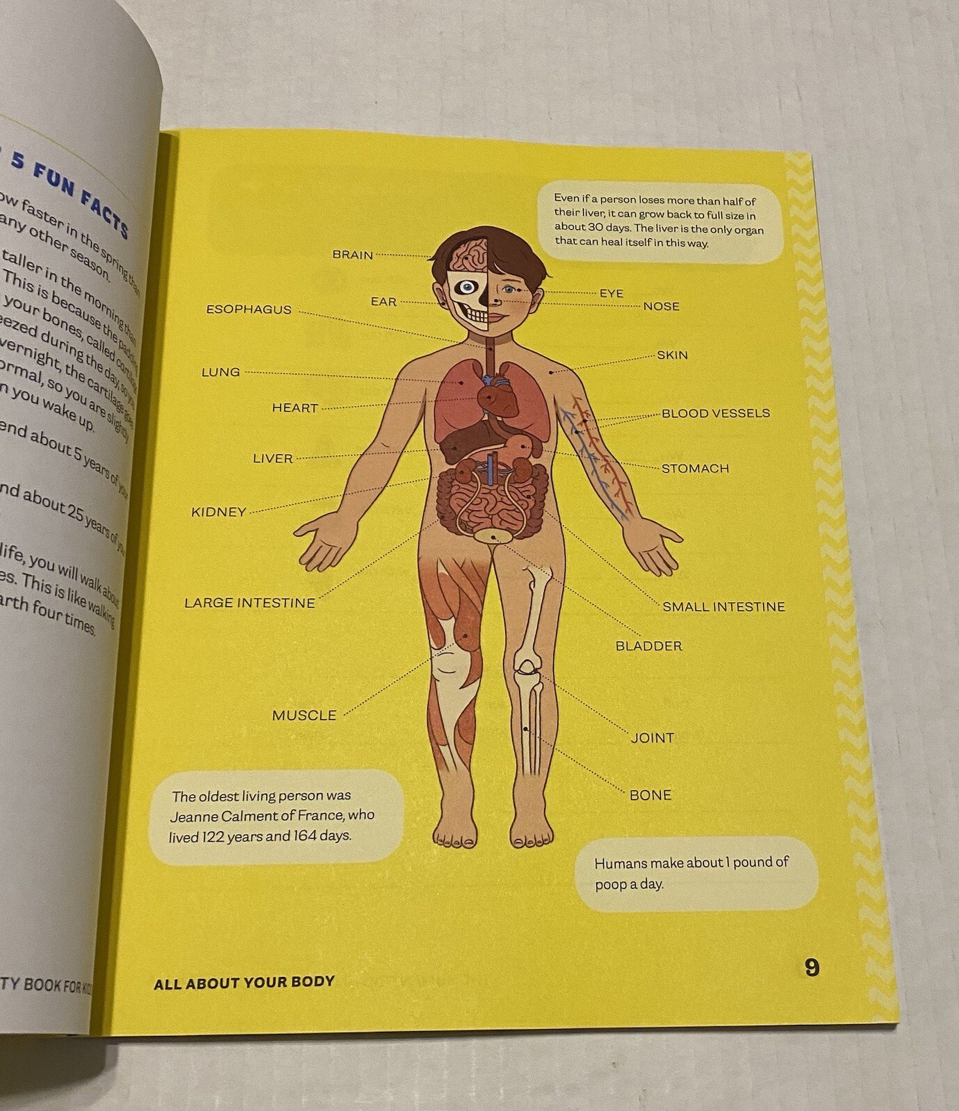 Human Body Activity Book for Kids : Hands-On Fun for Grades K-3 by Katie Stokes