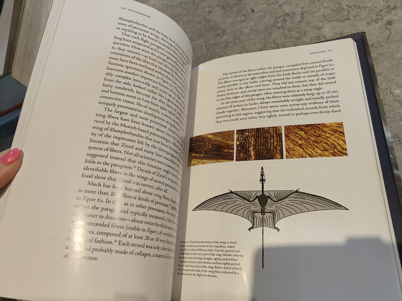 The Pterosaurs: From Deep Time By Unwin, David M. David M. Unwin