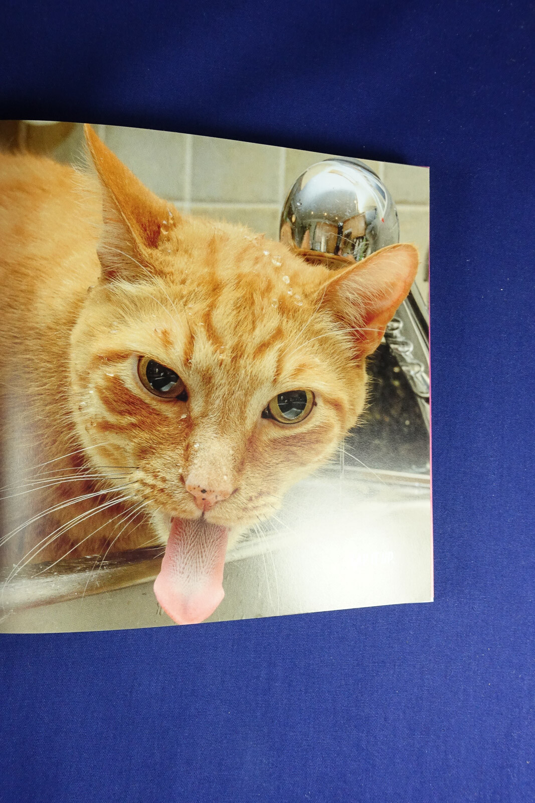 MY CAT IS A DICK Malcolm Katz FUNNY CAT PHOTOS BOOK