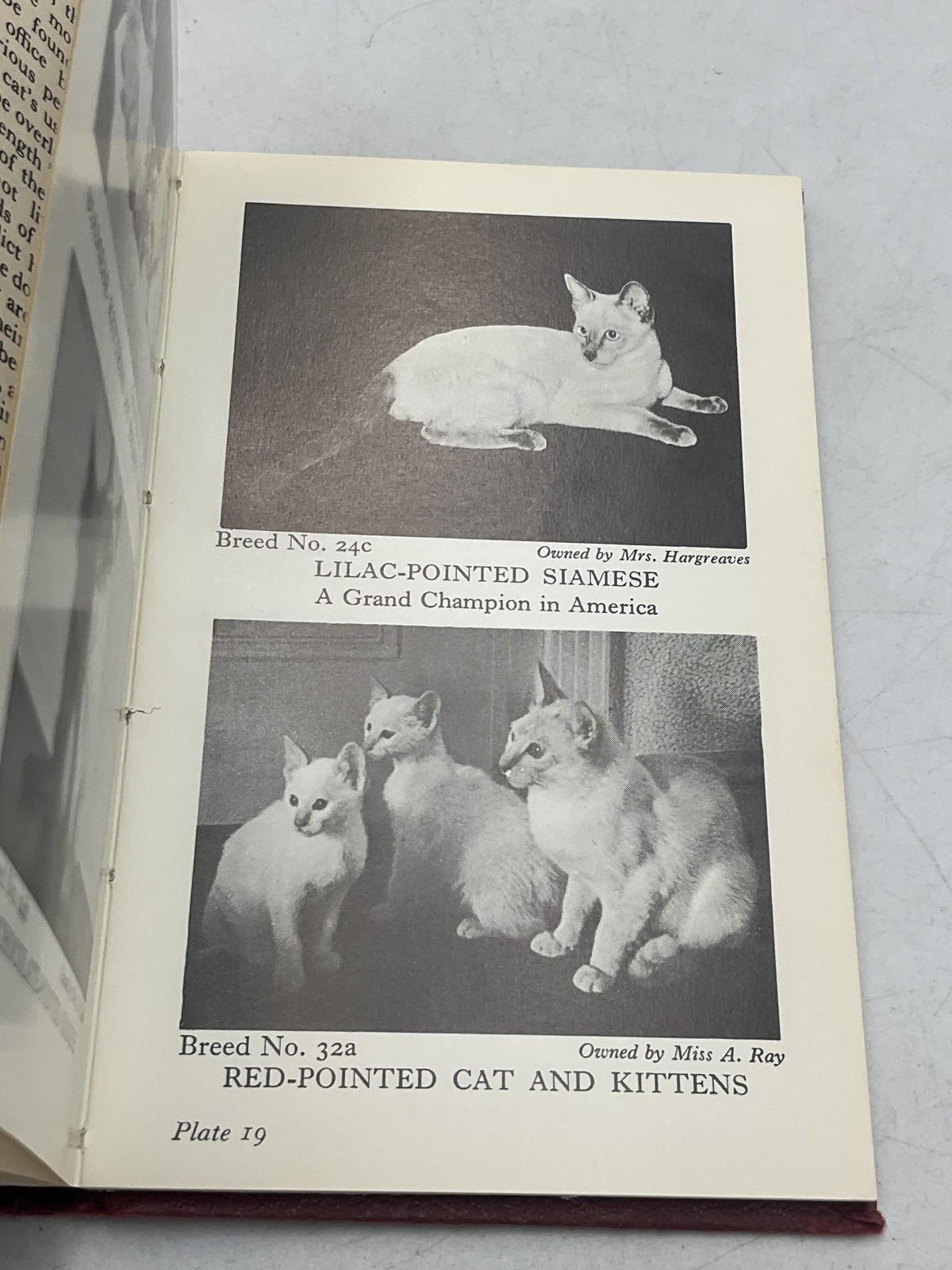 Vintage The Observer&rsquo;s Book Of Cats Grace Pond Hardcover 1971 Warne Pocket Size