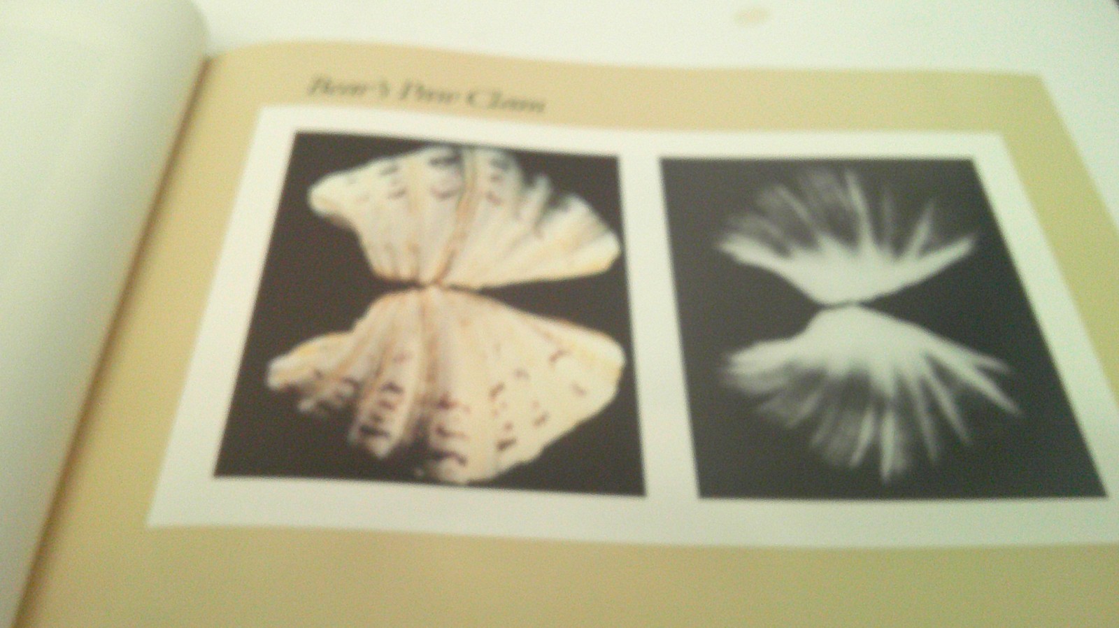 Nature&rsquo;s Art : The Inner and Outer Dimensions of the Shell by William A. Conklin